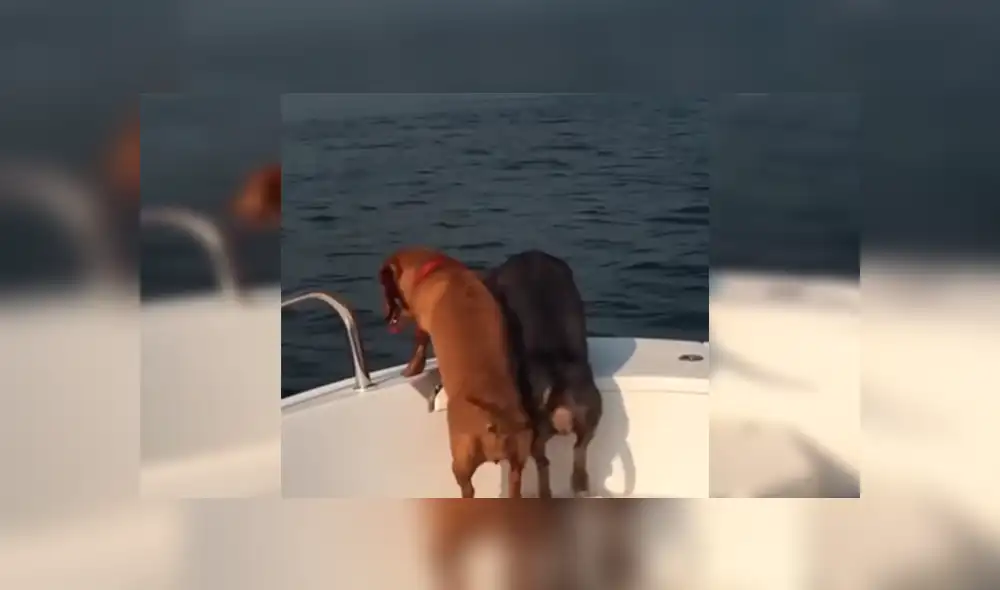 En Facebook, un perro movió sus patas de una manera peculiar tras dar un paseo en bote con sus dueños. En Facebook, un perro movió sus patas de una manera peculiar tras dar un paseo en bote con sus dueños.