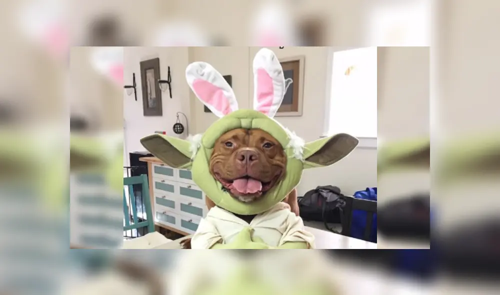 Desliza las imágenes hacia la izquierda para conocer la emotiva historia de un perro que fue acogido de un refugio. Foto: Lisa Reilly. Desliza las imágenes hacia la izquierda para conocer la emotiva historia de un perro que fue acogido de un refugio. Foto: Lisa Reilly.