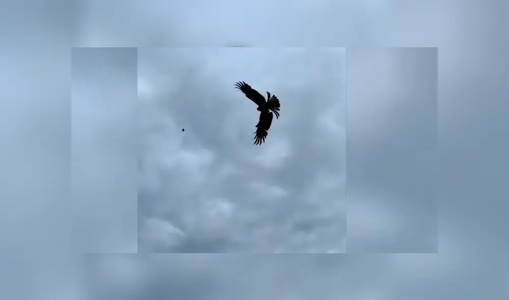 Desliza la imagen para verlas todas. Foto: nikolaybelozerov312/CaterClips/YouTube