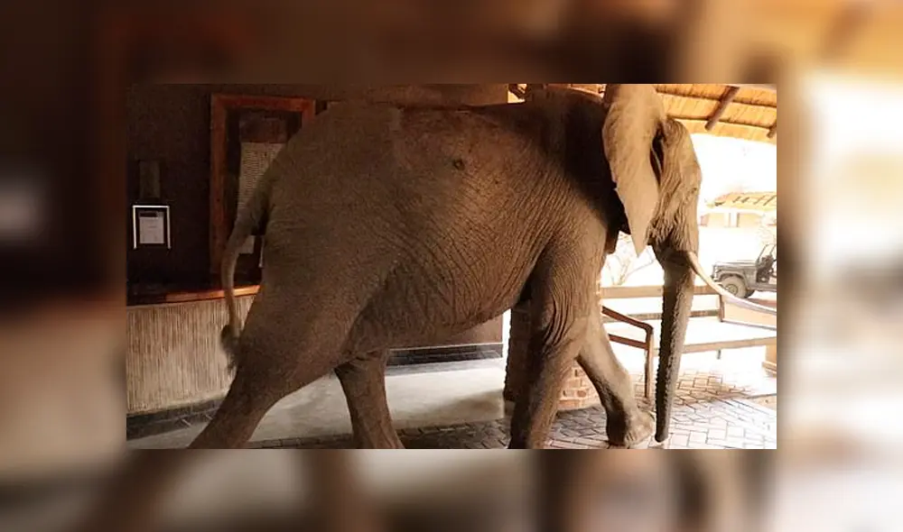 Desliza la imagen de Facebook para ver todas las fotos. (Foto: Mfuwe Lodge) Desliza la imagen de Facebook para ver todas las fotos. (Foto: Mfuwe Lodge)