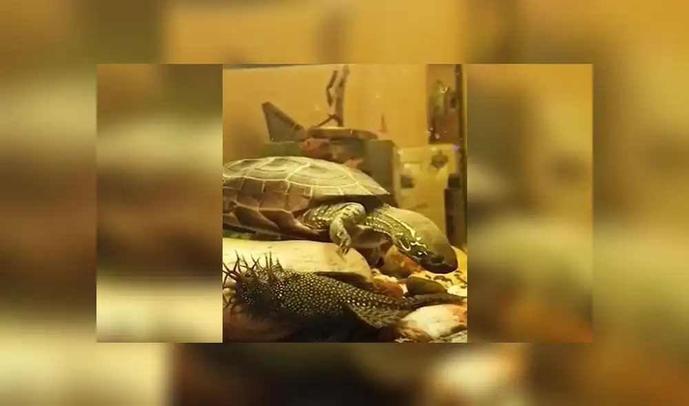 Desliza para conocer lo que pasó cuando una tortuga quiso jugar con un gruñón pez. Foto: Captura.