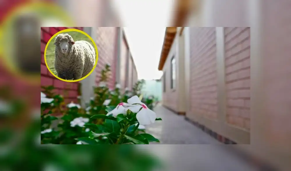 Ica: carnero evitó ataque que pudo culminar en fatal tragedia