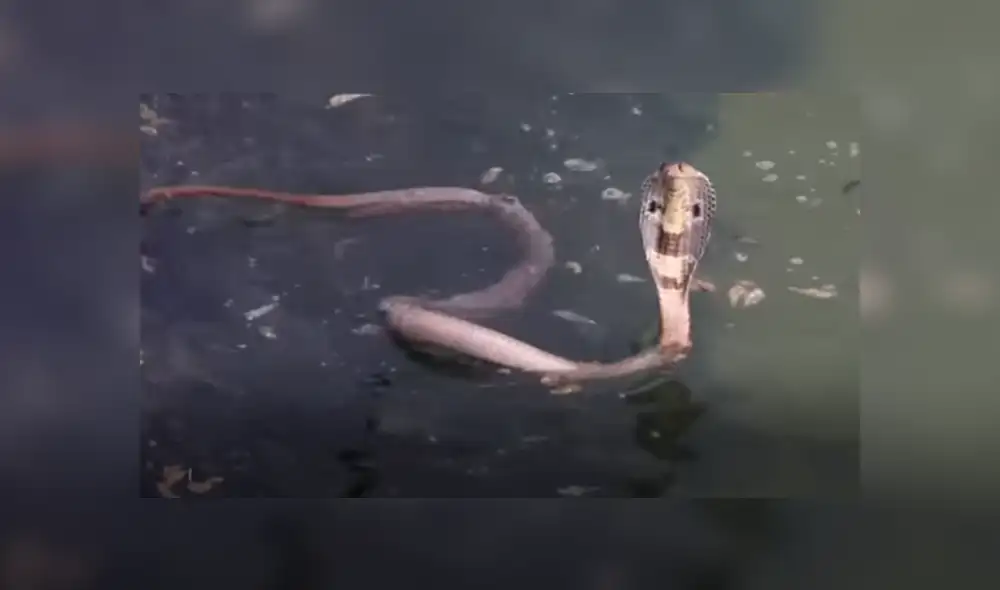 Desliza hacia la izquierda para ver las imágenes del viral de Facebook. Desliza hacia la izquierda para ver las imágenes del viral de Facebook.