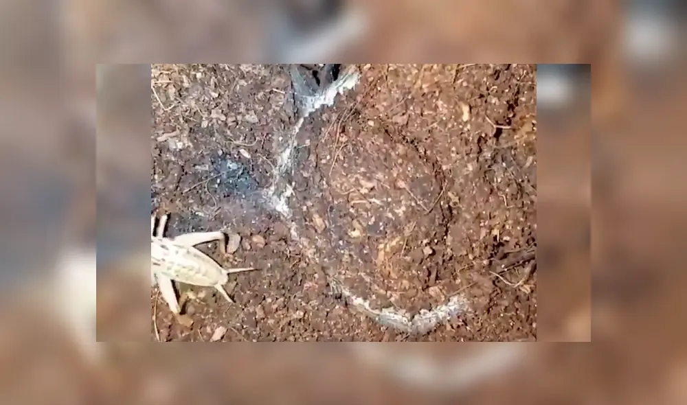 Misteriosa criatura aparece y devora a enorme grillo de un solo bocado  [VIDEO] 