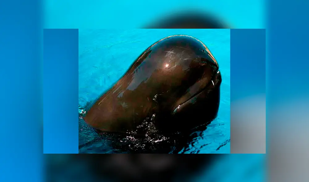 Ballena y delfín tienen cría que se volvió en la criatura marina más rara del mundo