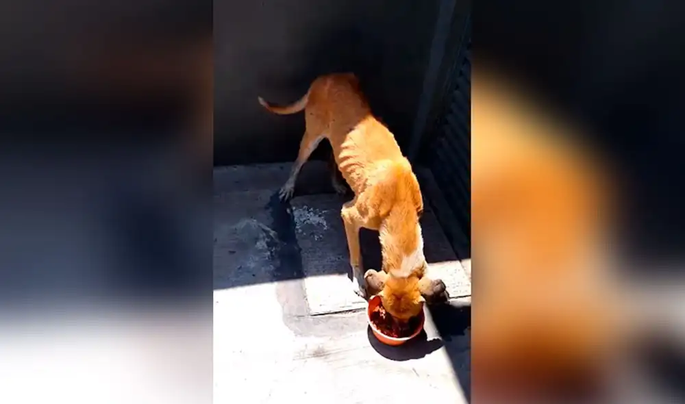 Desliza las imágenes para conocer el noble gesto que tuvo un joven al toparse con un indefenso perro en la calle. Fotocaptura: Facebook/ TikTok.