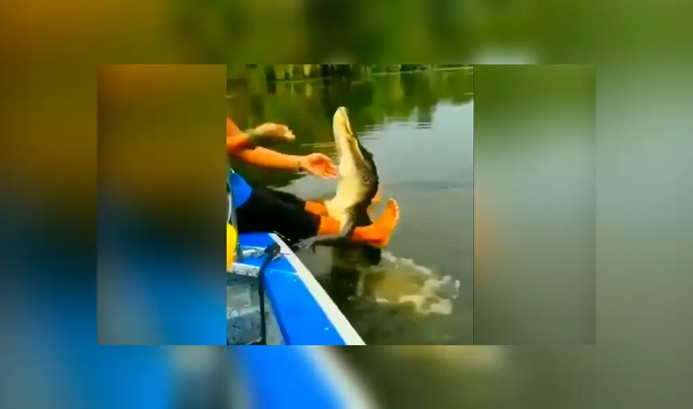 Desliza hacia la izquierda para ver la reacción que tuvo un cocodrilo al recibir sus alimentos, hecho que se viralizó en Facebook.