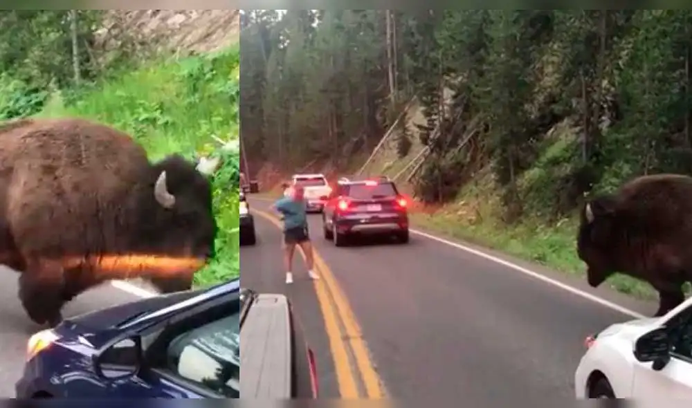 YouTube: Mira cómo un conductor se enfrenta a enorme bisonte [VIDEO]