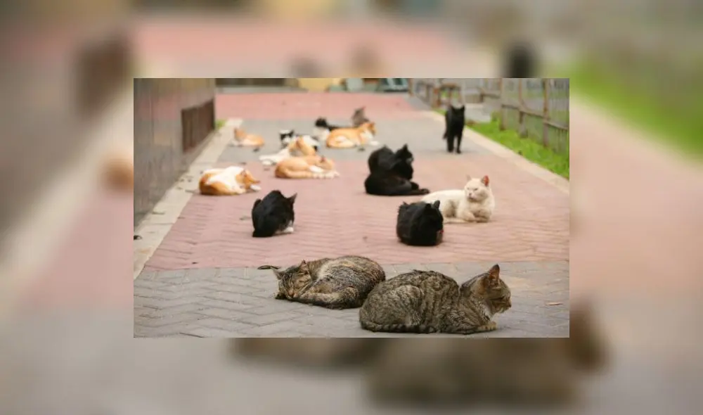 MML multará con más de 4 mil soles a quienes abandonen gatos en Parque Universitario