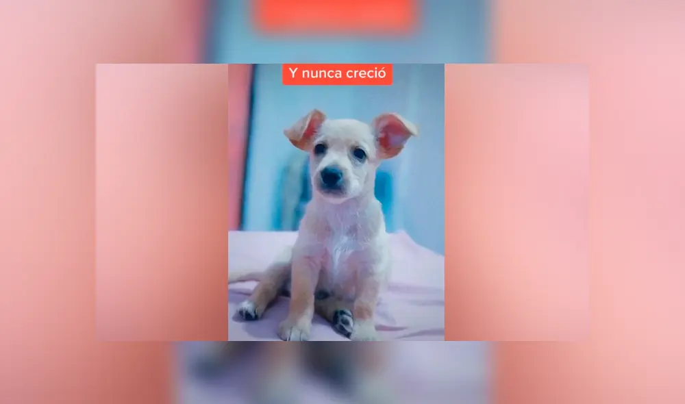 Desliza las imágenes para descubrir la verdadera raza de este presunto perro golden retriever. Foto: Elvia Mejía/TikTok Desliza las imágenes para descubrir la verdadera raza de este presunto perro golden retriever. Foto: Elvia Mejía/TikTok