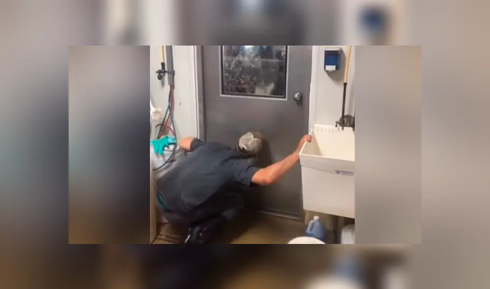 Facebook: La curiosa reacción de una vaca que ve a hombre escondido detrás de una puerta [VIDEO]