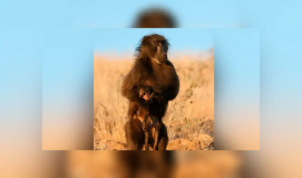 Se ha observado que otros primates llevan a sus bebés muertos durante períodos de tiempo mucho más largos.