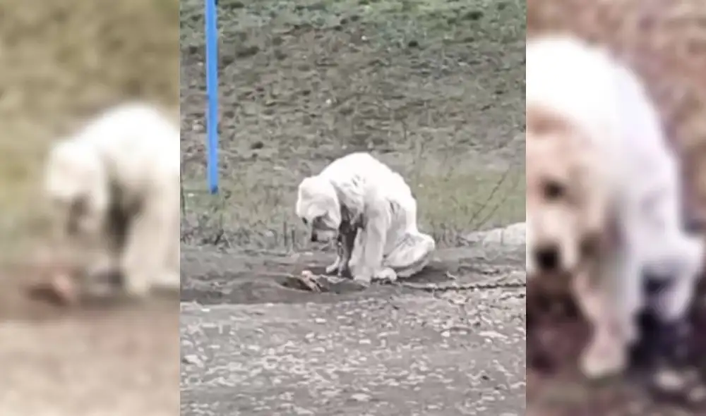 Las imágenes de Athena han conmocionado a miles de usuarios. Foto: YouTube/Captura/Paws 4 Hope