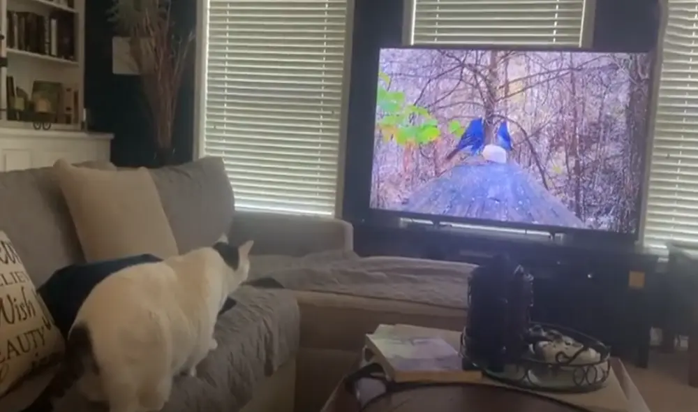 Desliza hacia la izquierda para ver las imágenes del video viral. Foto: Captura de YouTube.