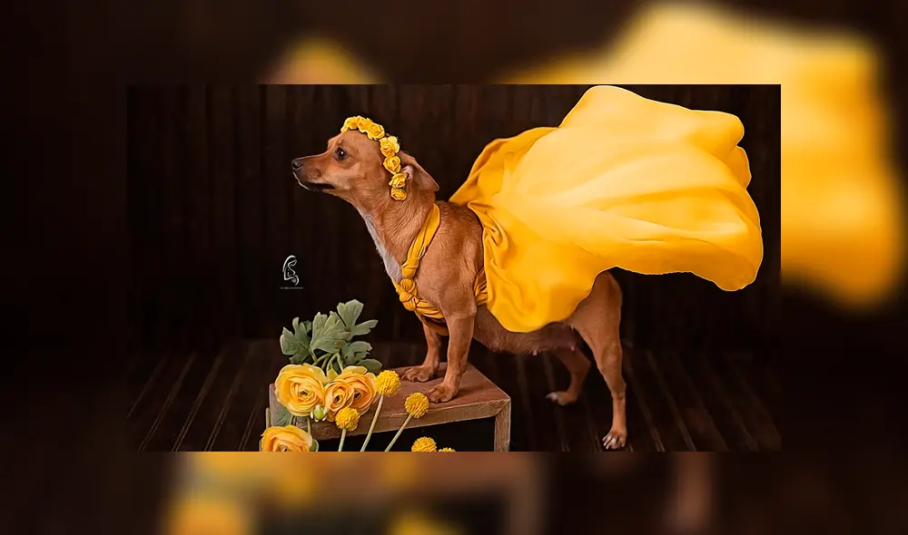 Desliza para ver la sesión fotográfica que se volvió viral en Facebook. Foto: Captura.