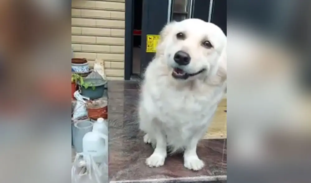Desliza hacia la izquierda para ver más imágenes de la conmovedora mirada de este cachorro para evitar que su dueño se vaya de casa. Foto: captura de YouTube Desliza hacia la izquierda para ver más imágenes de la conmovedora mirada de este cachorro para evitar que su dueño se vaya de casa. Foto: captura de YouTube