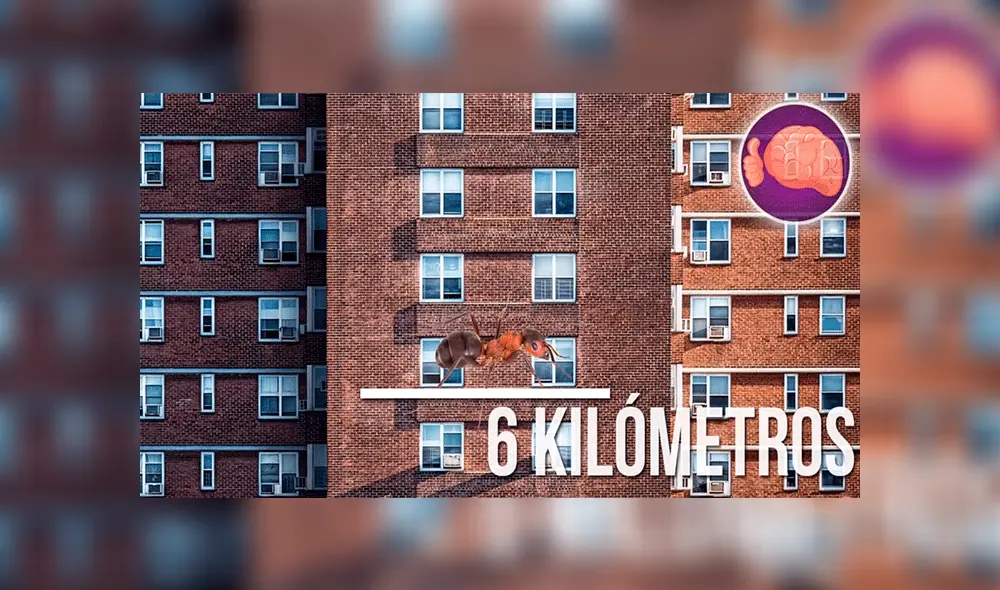 YouTube viral: ¿Qué pasa si se lanza una hormiga desde un edificio? Youtuber sorprende al mostralo [VIDEO]