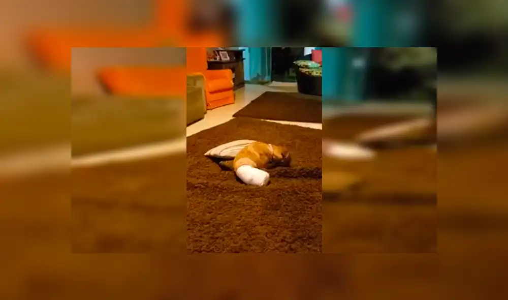 En Facebook, un joven captó el tierno momento de su querida mascota que había perdido sus dos patas traseras. En Facebook, un joven captó el tierno momento de su querida mascota que había perdido sus dos patas traseras.