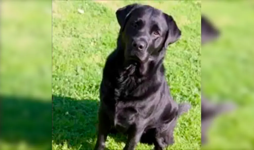 Desliza las imágenes para conocer a Abbey, la can que murió y cuya dueña escribió una carta a Dios para pedirle que la proteja. Foto: Facebook