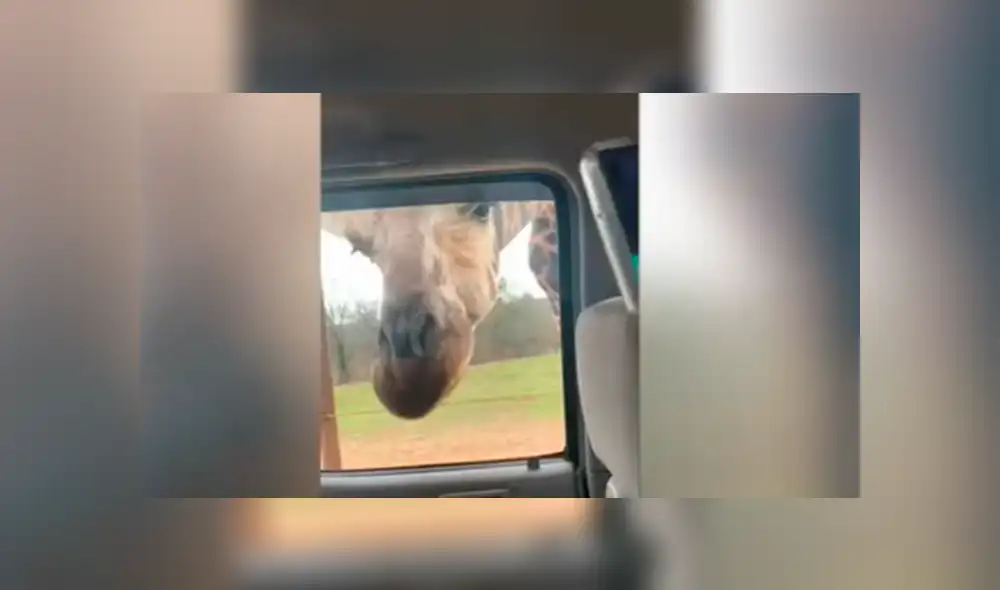 Los animales interrumpieron el viaje familiar para obtener un poco de comida. Foto: captura.