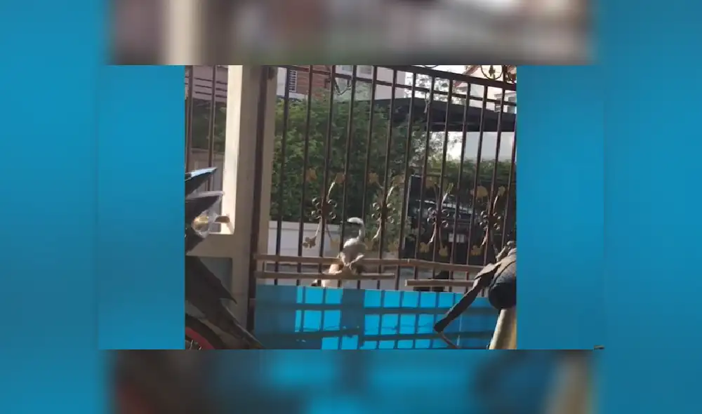 Desliza para ver más imágenes del tierno perro que quiso salir a como de lugar de su casa. Desliza para ver más imágenes del tierno perro que quiso salir a como de lugar de su casa.