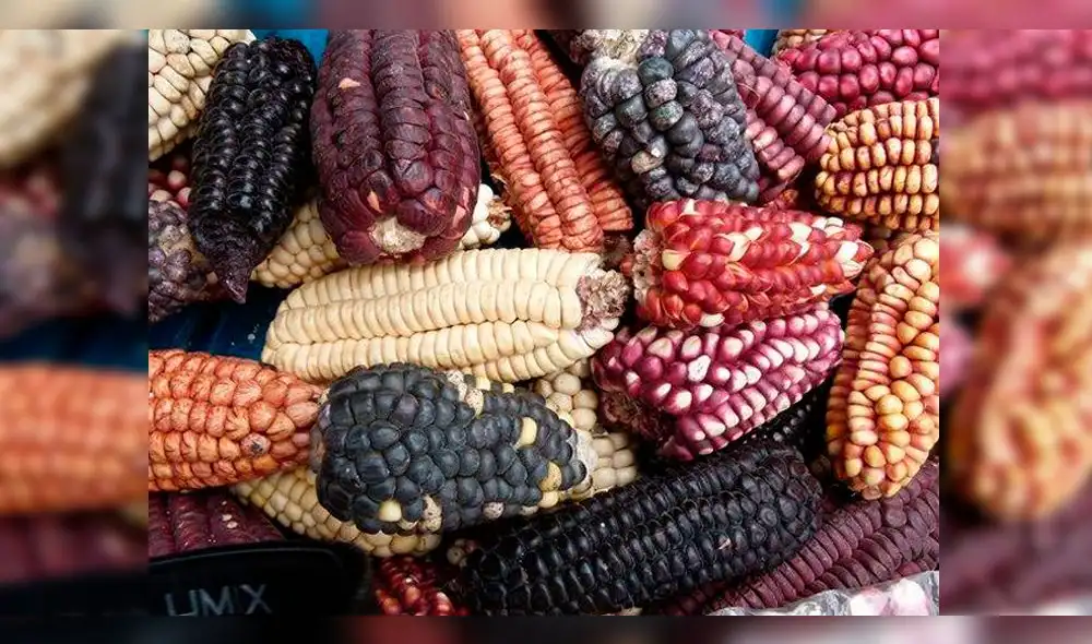 Entregan a agricultores de Cusco semillas de maíces nativos en peligro de desaparecer Entregan a agricultores de Cusco semillas de maíces nativos en peligro de desaparecer