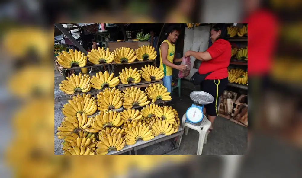 Minagri refuerza controles por hongo que afecta cultivos de plátano Minagri refuerza controles por hongo que afecta cultivos de plátano