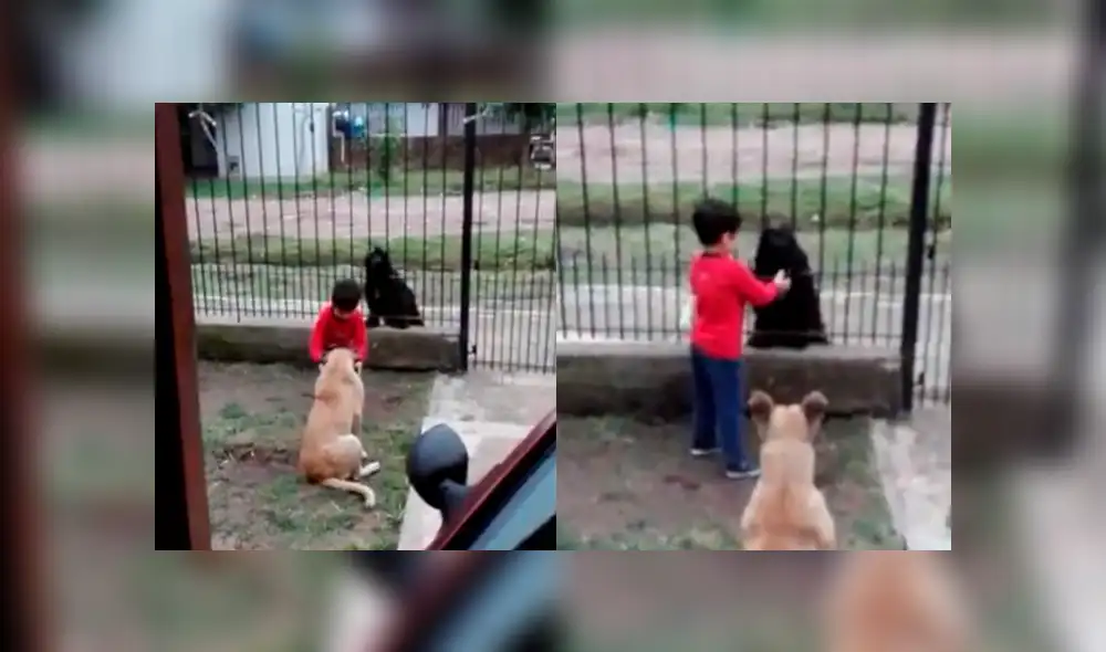 Facebook: Este niño héroe decidió compartir la comida de su mascota con un perrito de la calle