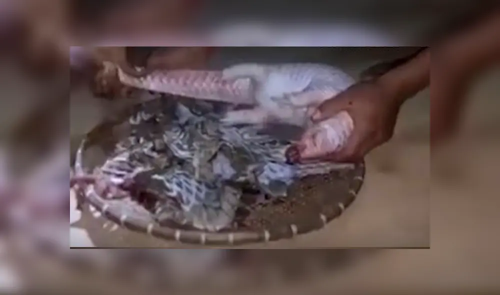 Captan la cruel e inhumana caza del pangolín, el ‘mamífero más traficado del mundo’ [FOTOS] 