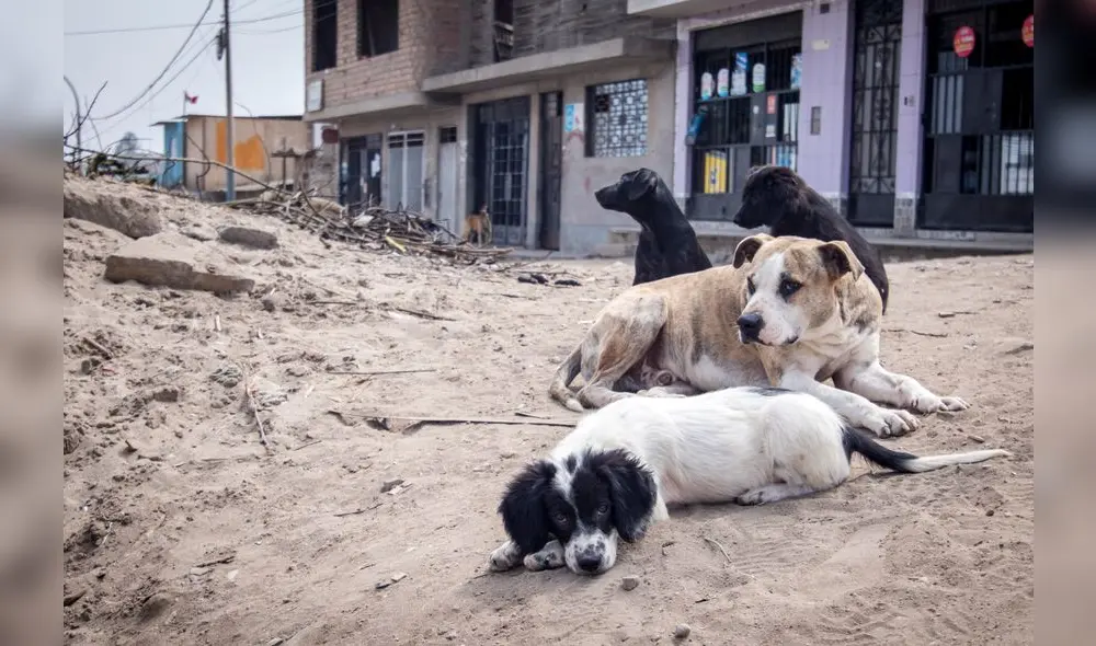 El proyecto propone que la esterilización sea una política nacional del Minsa. El proyecto propone que la esterilización sea una política nacional del Minsa.