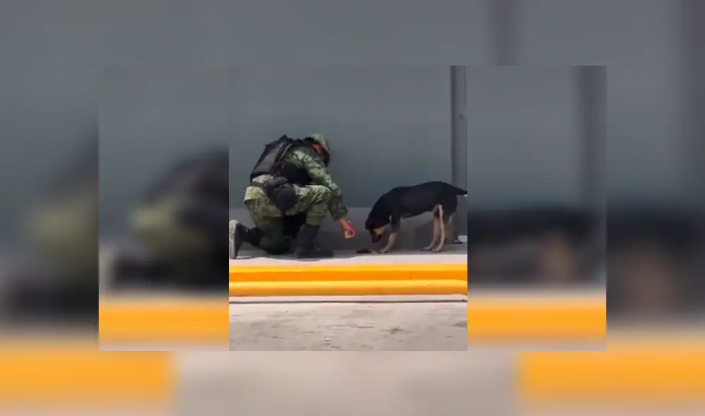 Desliza las imágenes para observar la admirable acción del agente policial para brindar ayuda a un perro callejero. Desliza las imágenes para observar la admirable acción del agente policial para brindar ayuda a un perro callejero.