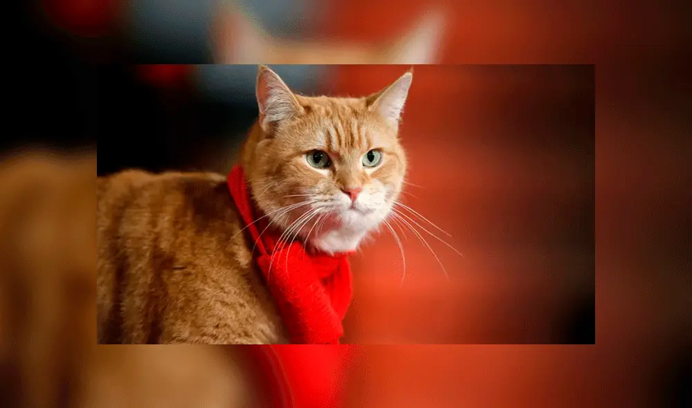 El gato fue protagonista de una película sobre su historia en 2016. Foto: AP. El gato fue protagonista de una película sobre su historia en 2016. Foto: AP.