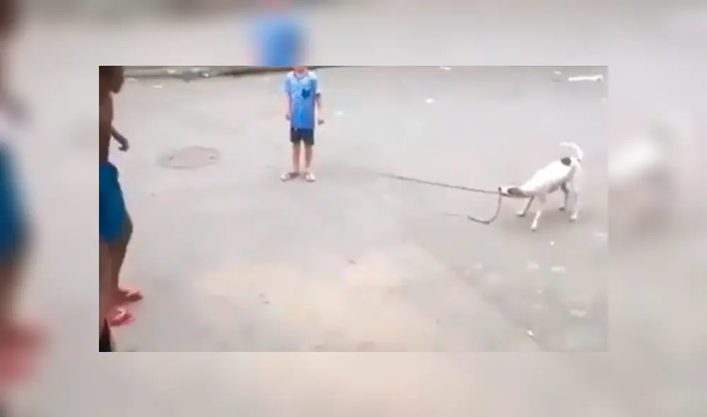 Facebook viral: perro ayuda a niños para que jueguen a saltar la cuerda en la calle Facebook viral: perro ayuda a niños para que jueguen a saltar la cuerda en la calle
