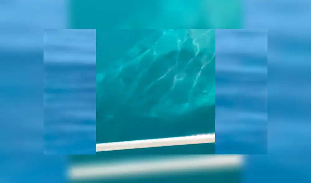 Unos turistas quedaron impactados al ver una enorme criatura marina que se acercaba a su embarcación.