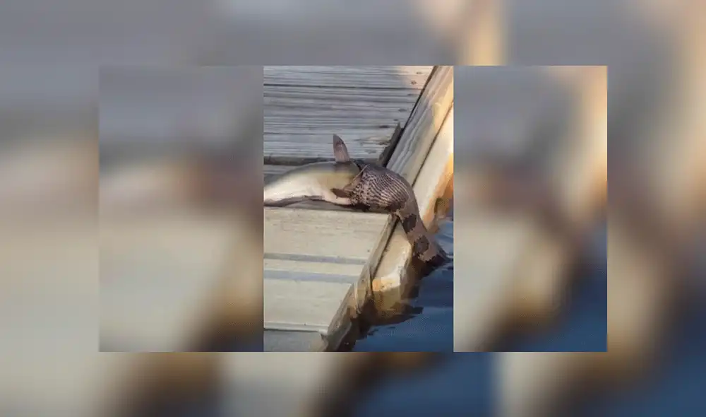 Facebook viral: Serpiente intenta devorar a pez mucho más grande y deja a miles en shock [VIDEO]
