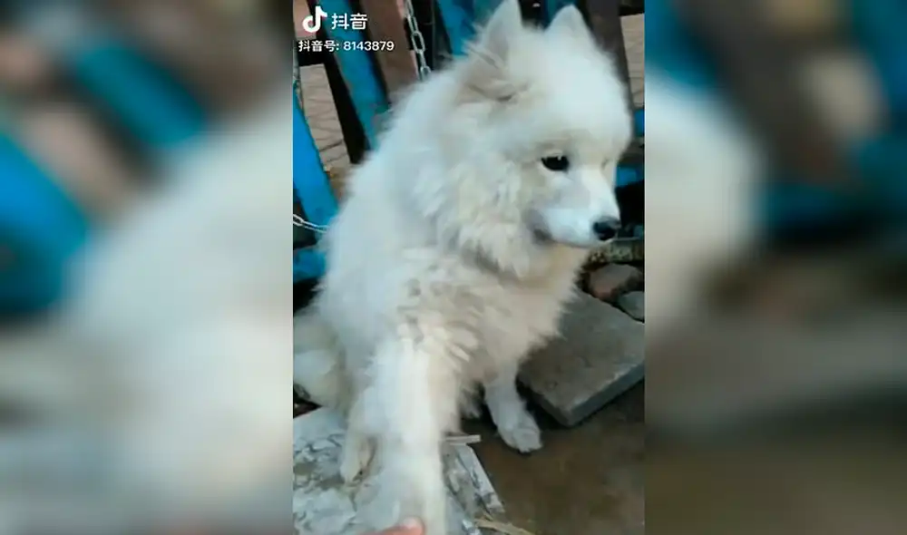 Desliza las imágenes para conocer a Yuan Yuan, el perrito que iba a ser sacrificado y su carne vendida en un mercado chino. Foto: TikTok