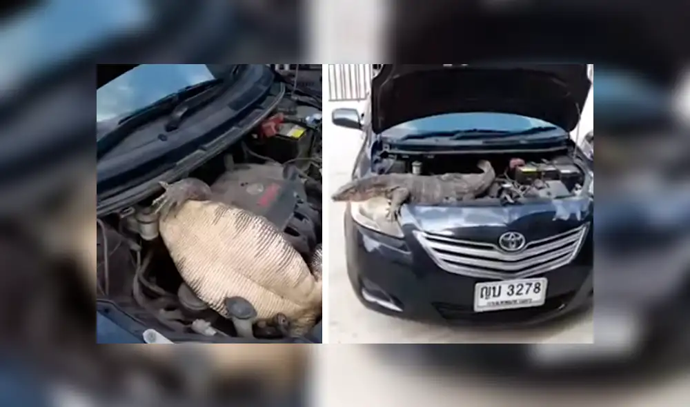 Desliza hacia la izquierda para ver al enorme reptil que se escondió en el motor de un carro. Video es viral en YouTube. Desliza hacia la izquierda para ver al enorme reptil que se escondió en el motor de un carro. Video es viral en YouTube.