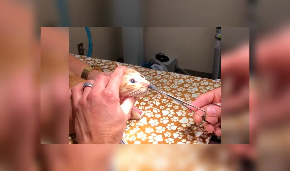 YouTube viral: joven lleva a su gato al veterinario y le extraen enorme parásito que vivía en su nariz