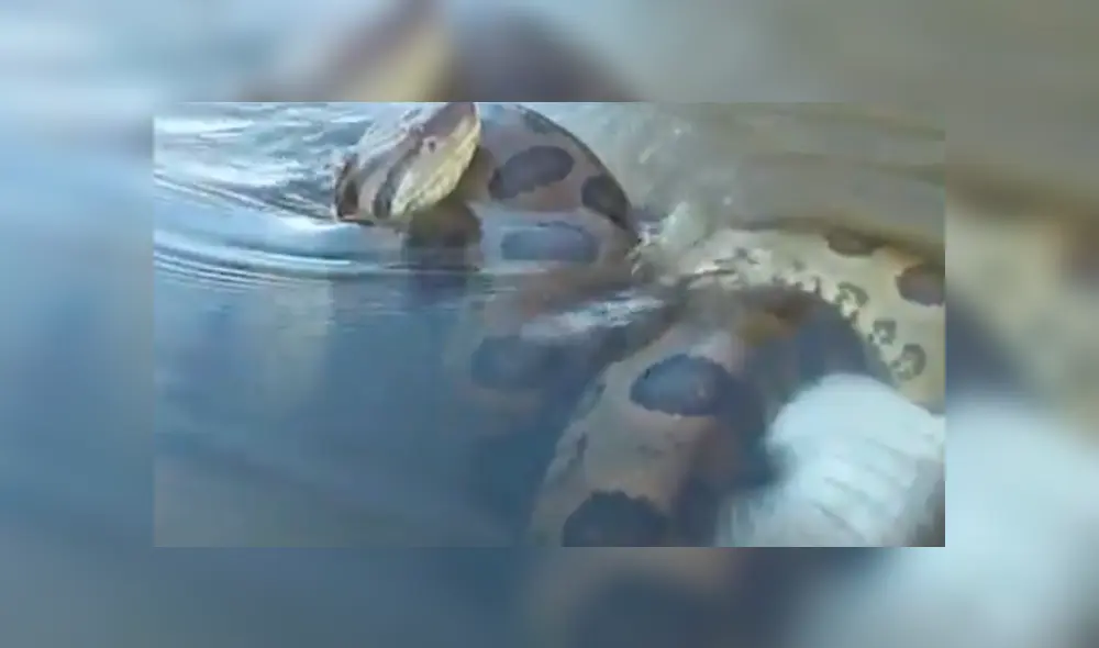 YouTube viral: final de la brutal pelea entre anaconda y cocodrilo deja en shock a usuarios [VIDEO]