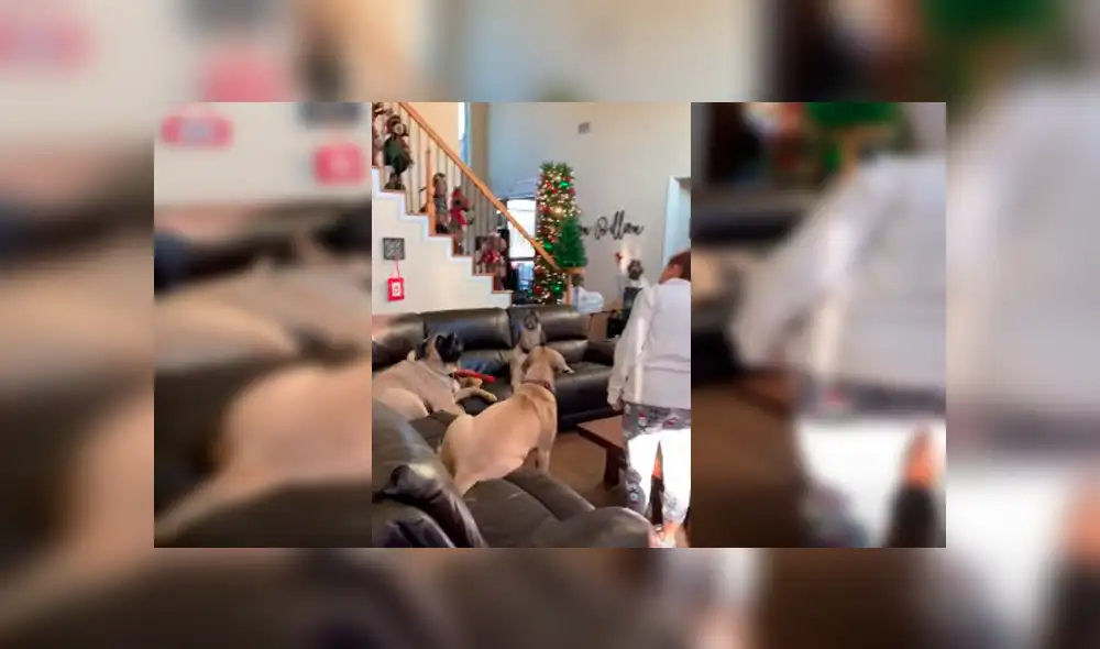 Video es viral en YouTube. Los perros protagonizaron una emotiva escena, luego de que su dueña los reuniera para sorprender a su madre a través de una videollamada Video es viral en YouTube. Los perros protagonizaron una emotiva escena, luego de que su dueña los reuniera para sorprender a su madre a través de una videollamada