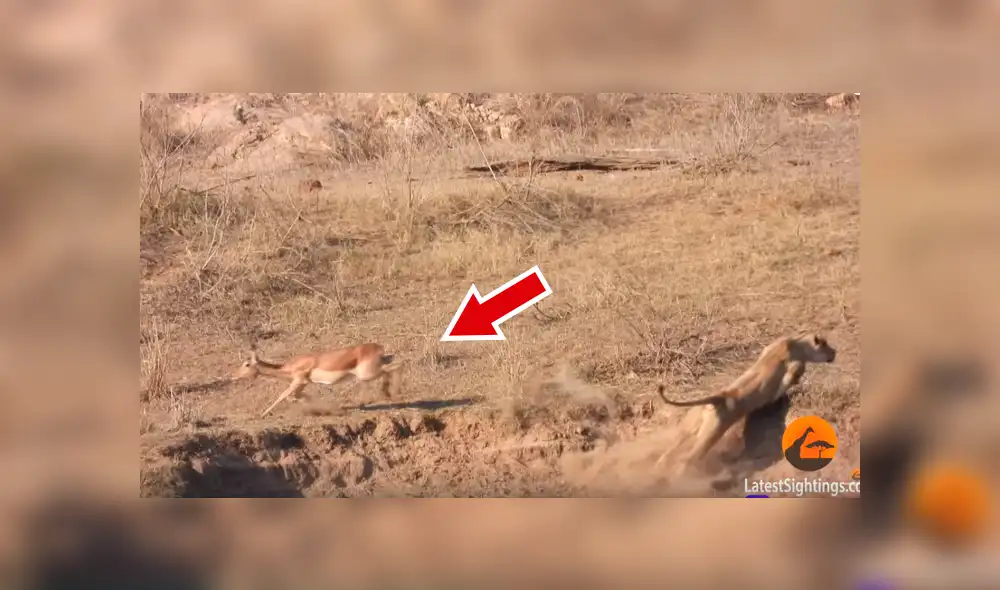 YouTube: león intenta cazar a un impala y leona lo detiene por insólito motivo que asombra a miles [VIDEO]