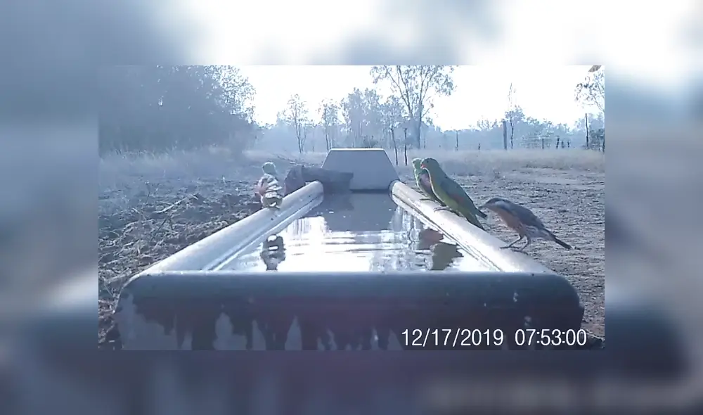 En YouTube, un granjero puso un bebedero para los animales ante la ola de calor registrada en Australia. En YouTube, un granjero puso un bebedero para los animales ante la ola de calor registrada en Australia.