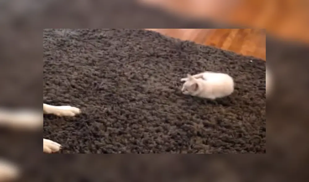 En YouTube se hizo viral la tierna reacción de un perro al conocer al nuevo gato bebé de la familia. En YouTube se hizo viral la tierna reacción de un perro al conocer al nuevo gato bebé de la familia.