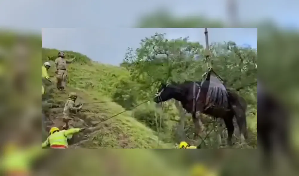 El animal quedó atrapado en un barranco y tuvo que llegar un helicóptero para sacarla del lugar. Foto: YouTube