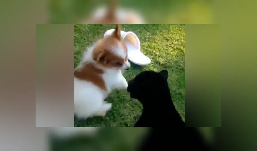 Desliza hacia la izquierda para ver el tierno encuentro entre una pantera y un osado perro.