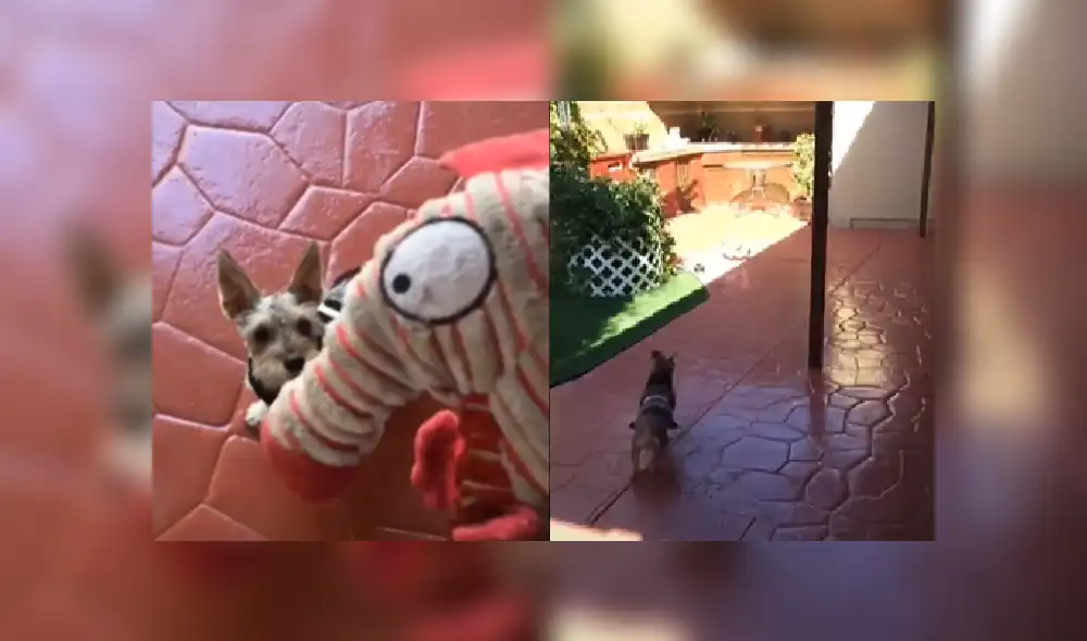 Desliza hacia la izquierda para ver más imágenes del travieso perro que se ha robado las miradas de miles en Facebook. Desliza hacia la izquierda para ver más imágenes del travieso perro que se ha robado las miradas de miles en Facebook.