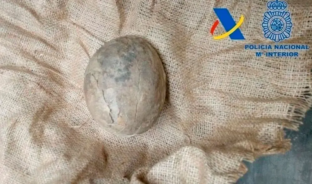 Los cinco huevos de dinosaurio podrían venderse en el mercado negro por la suma de 150.000 euros. Foto: Policía Nacional de España