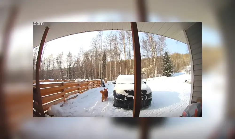 Desliza hacia la izquierda para ver el enfrentamiento entre los animales. Imágenes virales de Facebook.