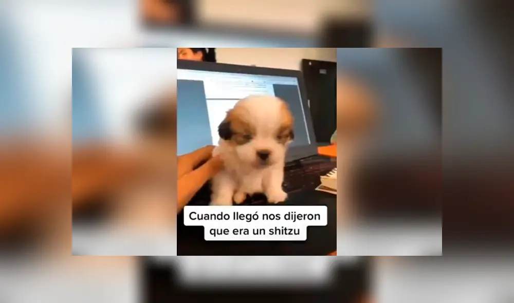 Desliza las imágenes hacia la izquierda para conocer la verdadera raza de un perro al que creyeron era un shitzu. Foto: Captura.