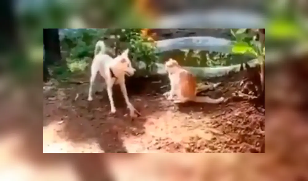 En Facebook, un perro encaró a la nueva mascota de su dueño para demostrar que es el favorito. En Facebook, un perro encaró a la nueva mascota de su dueño para demostrar que es el favorito.